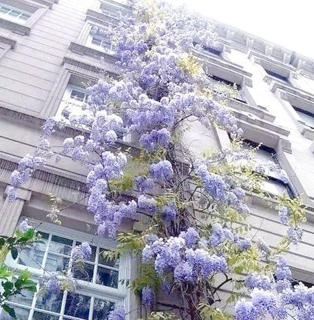 有哪些带藤的花？它们的生长习性如何？