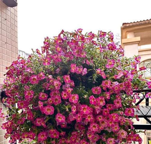 在花海中种植哪种花最合适？