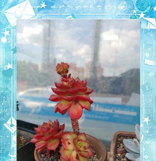 蒂亚夏季怎么养？夏季蒂亚的养护要点是什么？