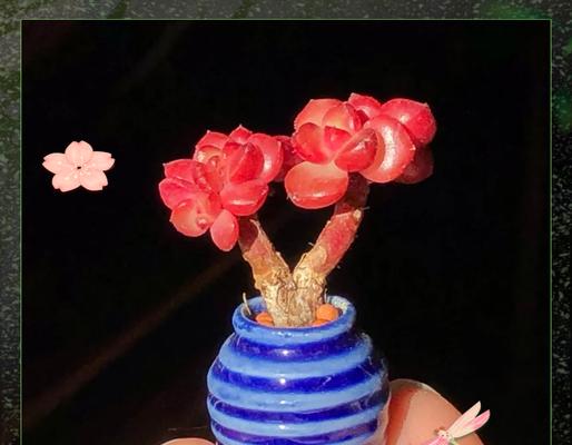 蒂亚夏季怎么养？夏季蒂亚的养护要点是什么？