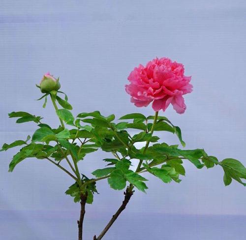 根宿花卉有哪些？它们的养护方法是什么？