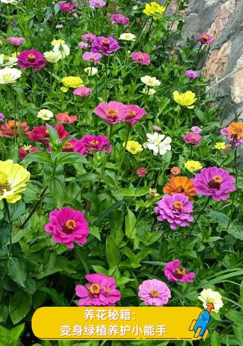 根宿花卉有哪些？它们的养护方法是什么？