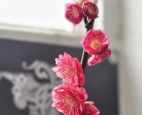 常见的梅花品种有哪些？各自的特点是什么？