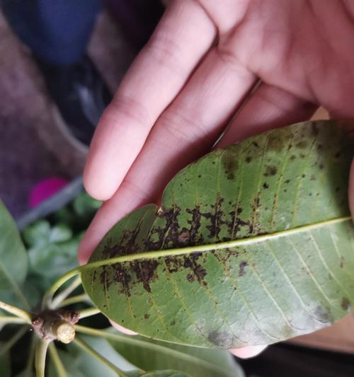 植物叶片出现黑斑的原因及解决办法？