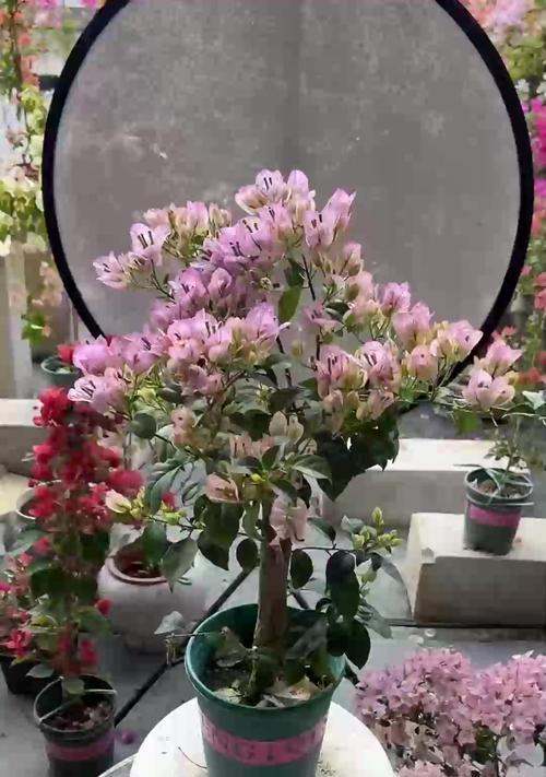 三角梅修剪的最佳时间和方法是什么？