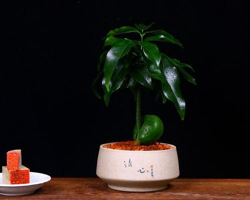 开心果盆栽怎么养？开心果盆栽的养护方法有哪些？