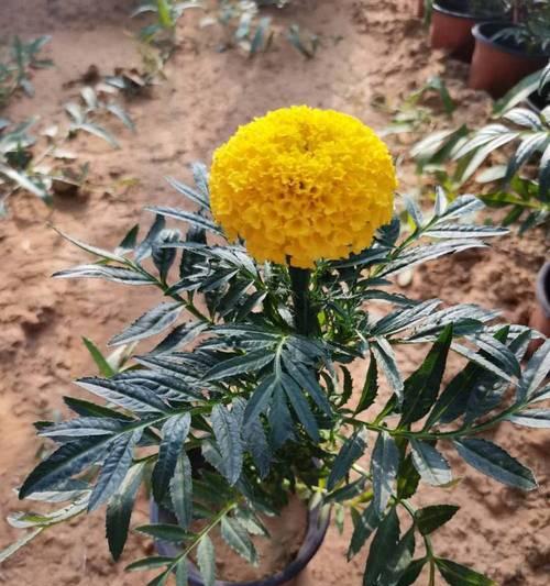 时令草花品种有哪些？如何选择与养护时令草花？