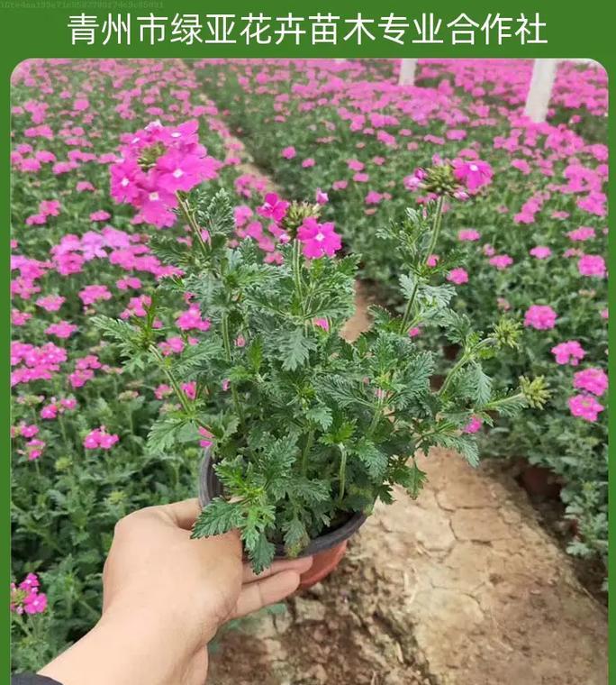 时令草花品种有哪些？如何选择与养护时令草花？