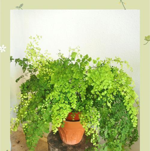 铁线蕨适合用哪种花盆？