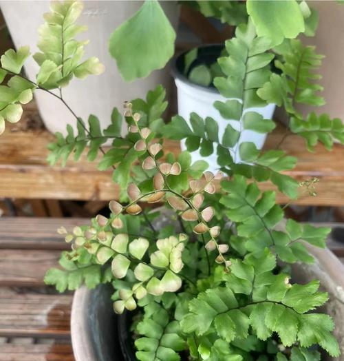 铁线蕨适合用哪种花盆？