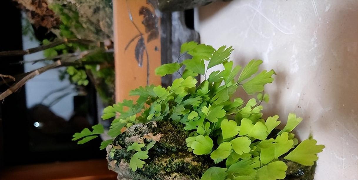 铁线蕨适合用哪种花盆？