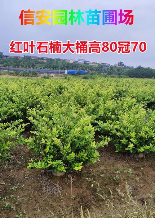 石南品种有哪些？如何选择合适的石南？