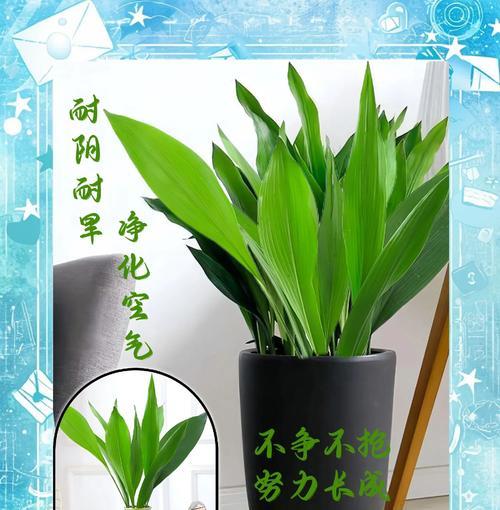 一叶兰的品种有哪些？如何养护一叶兰？