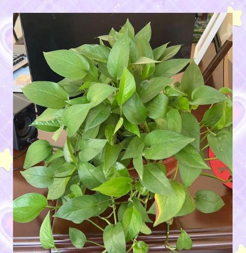 白掌浇水需要注意什么？