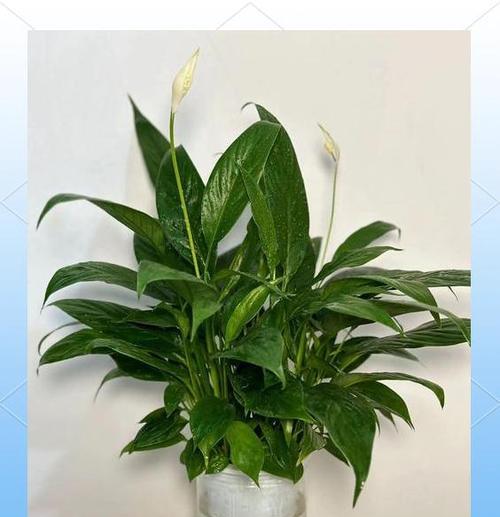 白掌浇水需要注意什么？