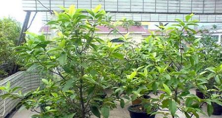 白兰花修剪技巧有哪些？