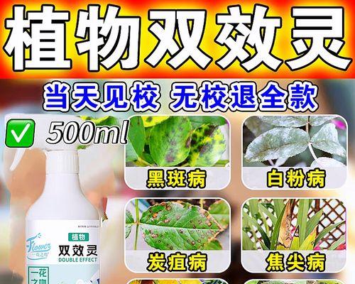 米兰黄叶的原因及预防措施是什么？