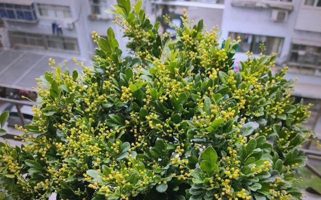米兰黄叶的原因及预防措施是什么？
