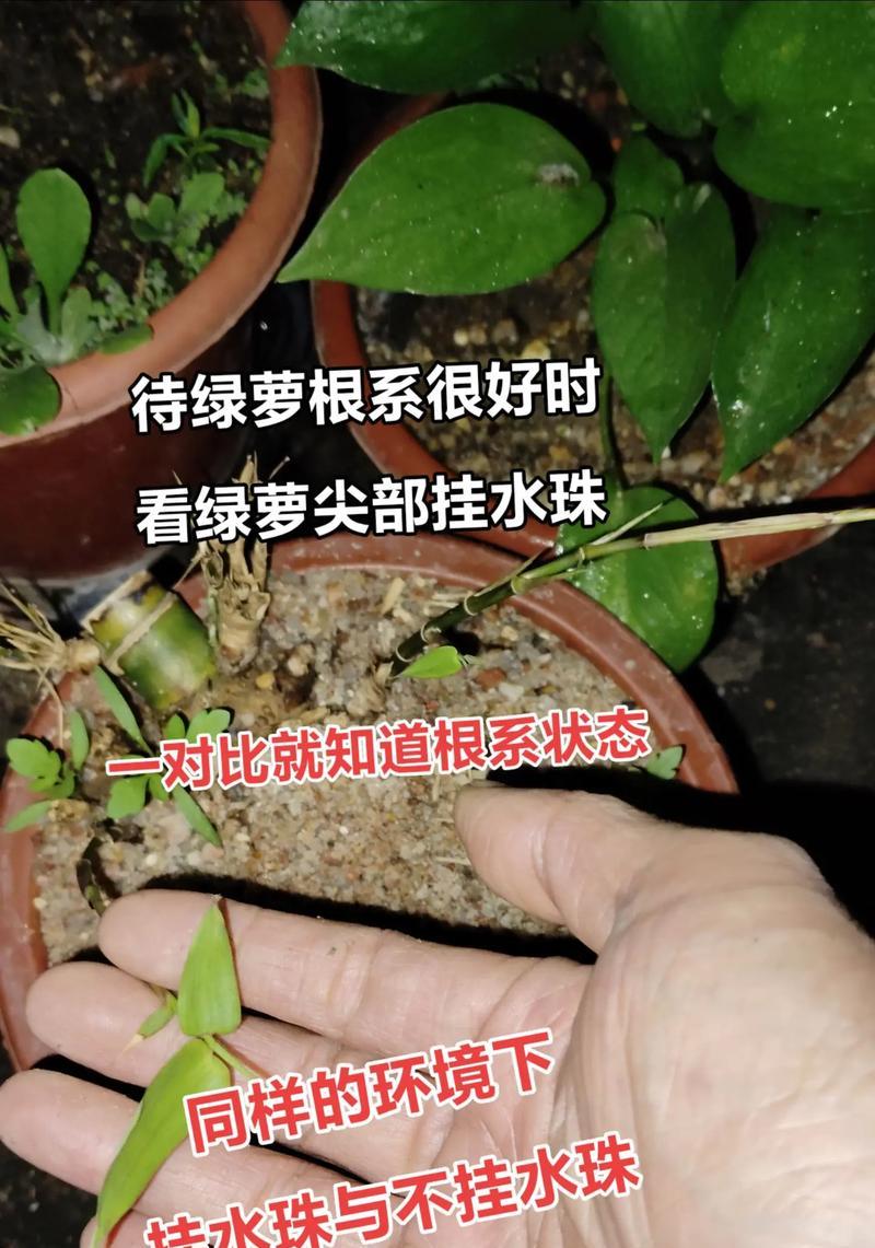 绿萝出现烂根现象的原因有哪些？