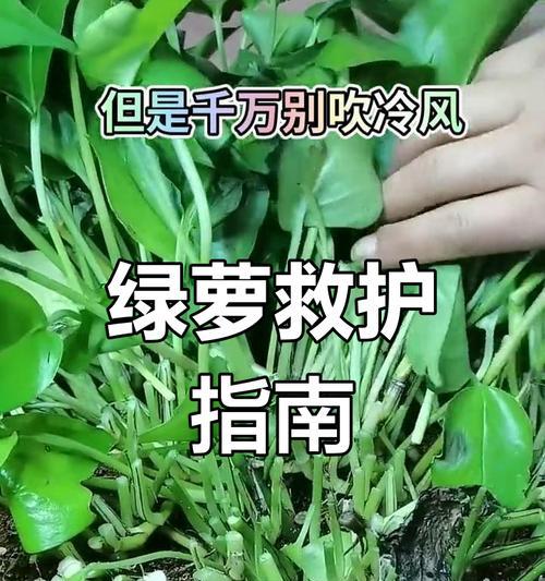 绿萝出现烂根现象的原因有哪些？