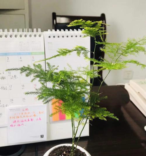 文竹的养殖技巧和常见问题解答？