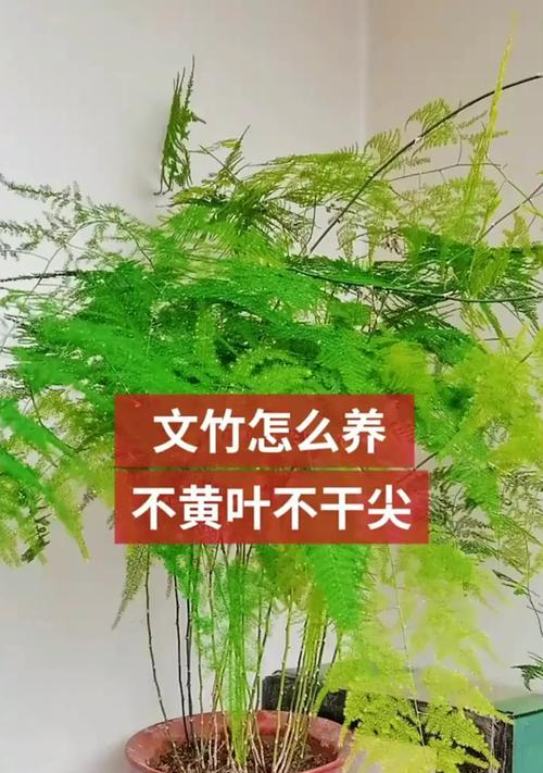 文竹的养殖技巧和常见问题解答？