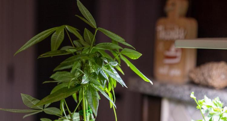 文竹的养殖技巧和常见问题解答？