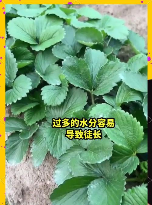 草莓盆栽浇水的最佳时机？