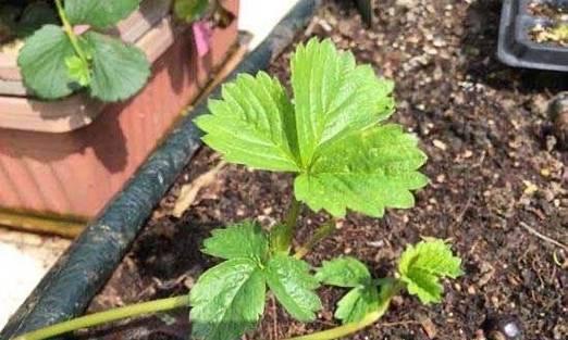 草莓盆栽浇水的最佳时机？