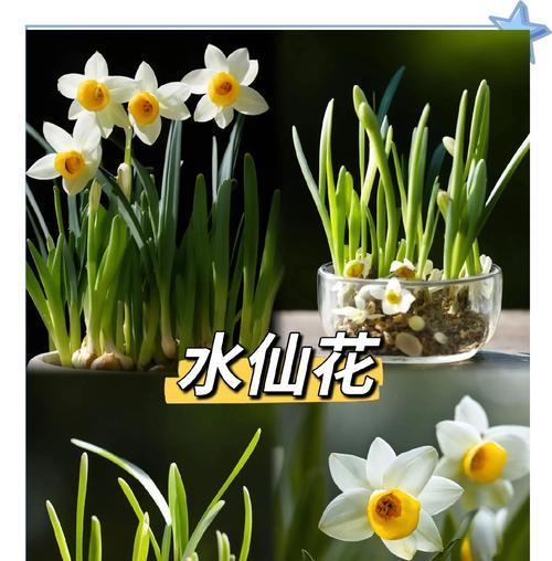 水仙花的种植方法和注意事项是什么？