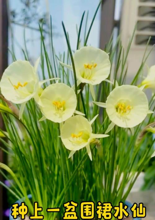 水仙花的种植方法和注意事项是什么？