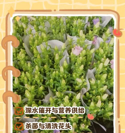 切花保鲜方法有哪些？如何延长切花的观赏期？