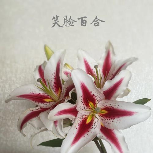 百荷花的养植方法和步骤？