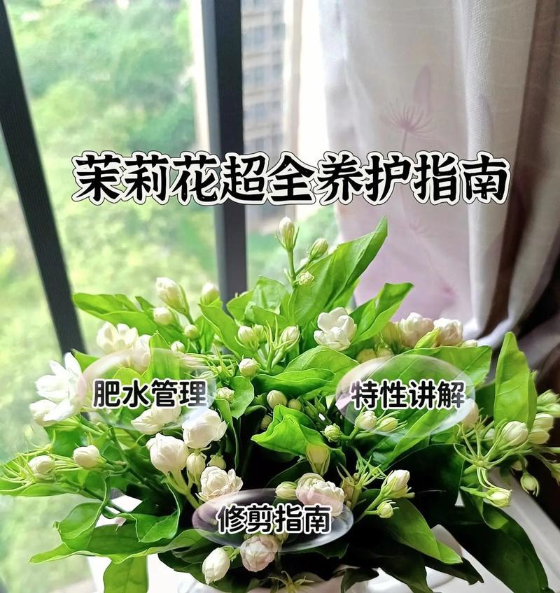 冬天茉莉的养护技巧有哪些？