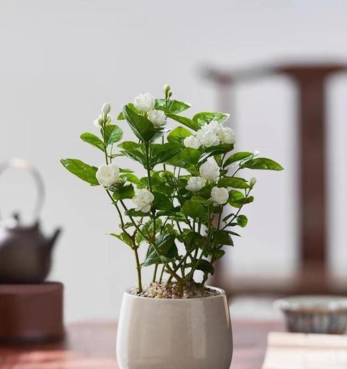 冬天茉莉的养护技巧有哪些？