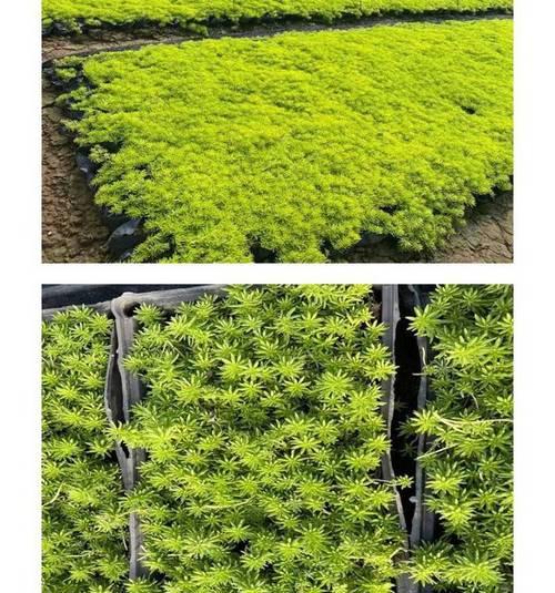 草坪上适合种植哪些花卉？