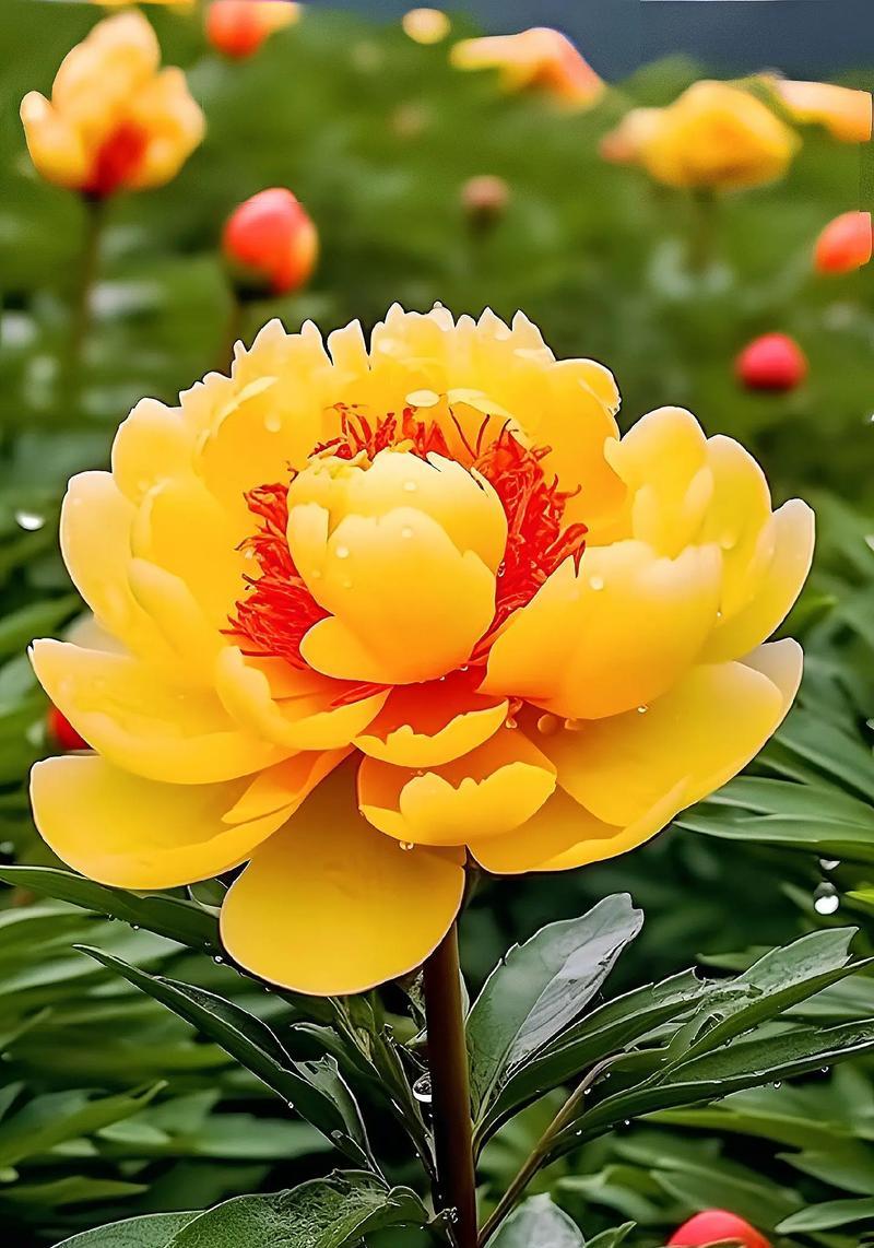 什么样的花朵最受欢迎？如何挑选适合的花卉品种？
