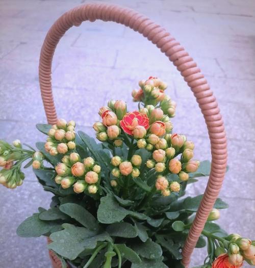 什么样的花朵最受欢迎？如何挑选适合的花卉品种？