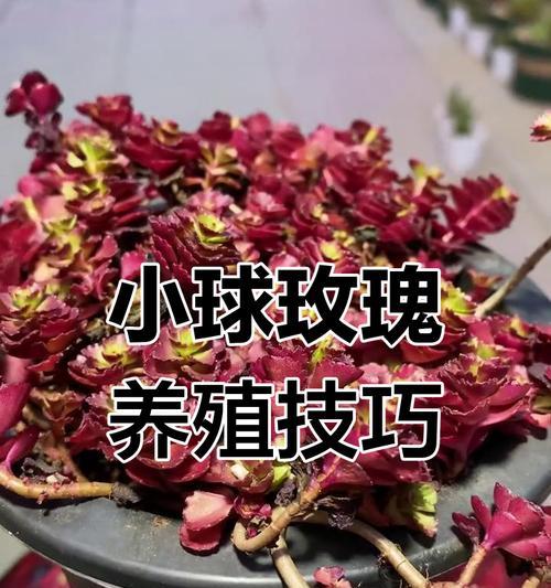 小球玫瑰的养殖方法是什么？