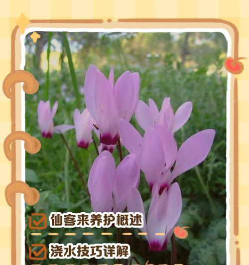 仙客来繁殖有哪些简单技巧？