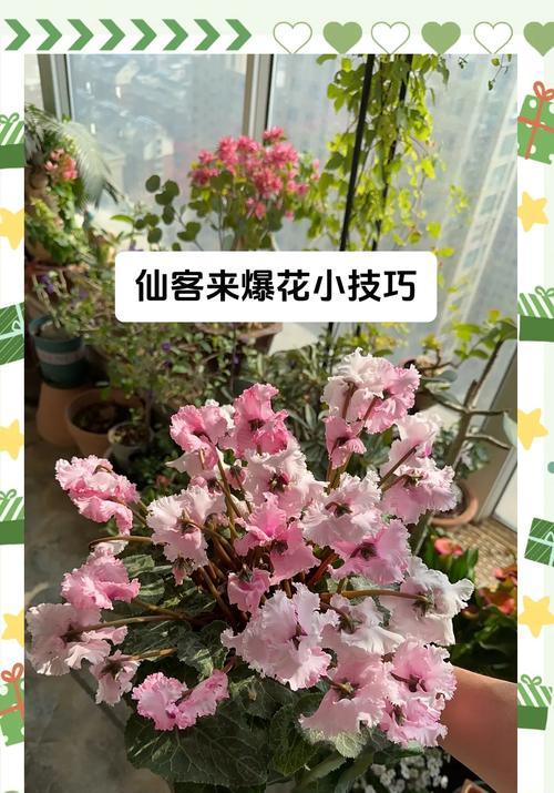 仙客来繁殖有哪些简单技巧？