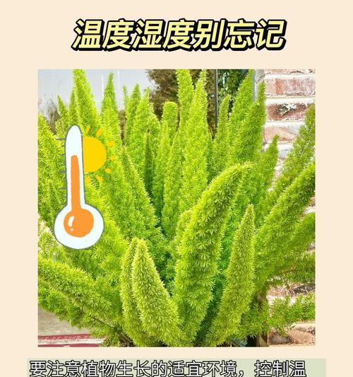 室内植物养护需要注意哪些问题？