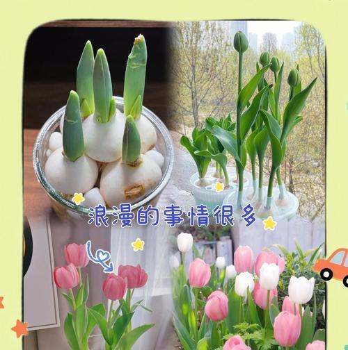 郁金香种植的正确步骤和要点是什么？