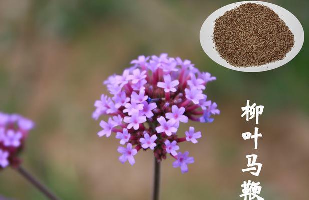 马鞭草科植物有哪些？它们的养护方法是什么？