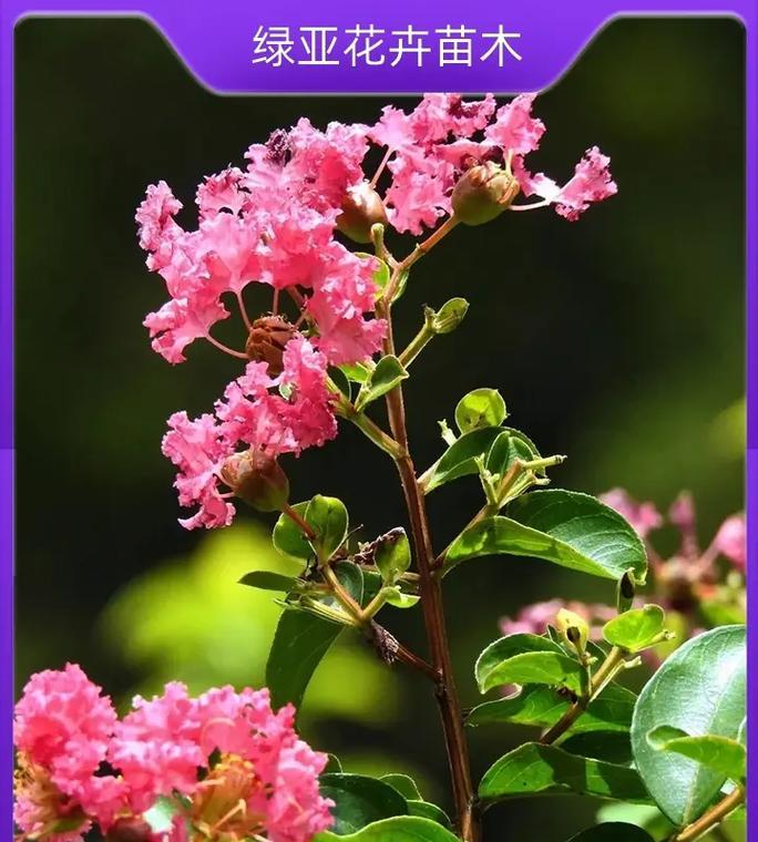 花草品种名称大全？如何选择适合的花草品种？