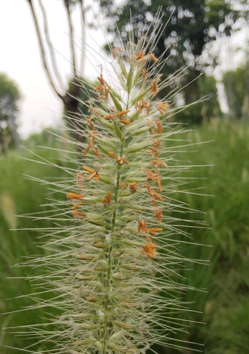 花草品种名称大全？如何选择适合的花草品种？