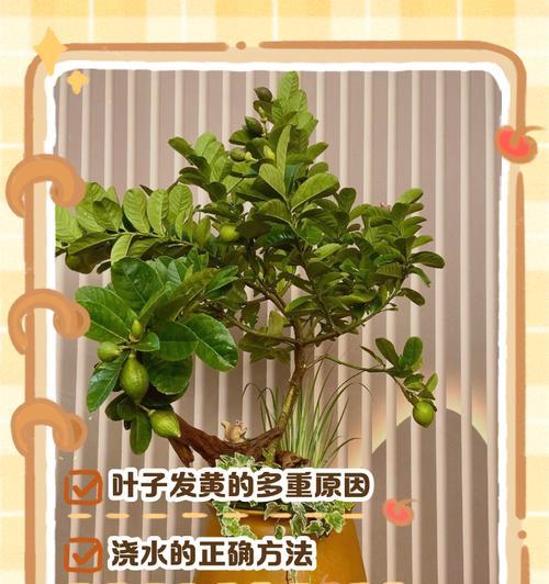 平安树叶子发黄怎么办？平安树黄叶的处理方法是什么？