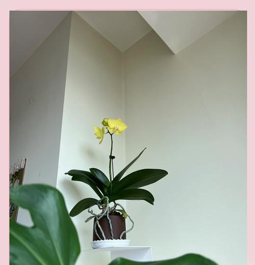 蝴蝶兰的养殖要点是什么？如何保持其长期开花？
