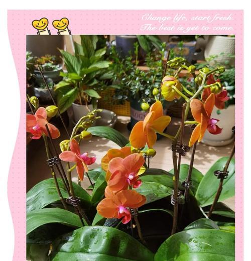 蝴蝶兰的养殖要点是什么？如何保持其长期开花？