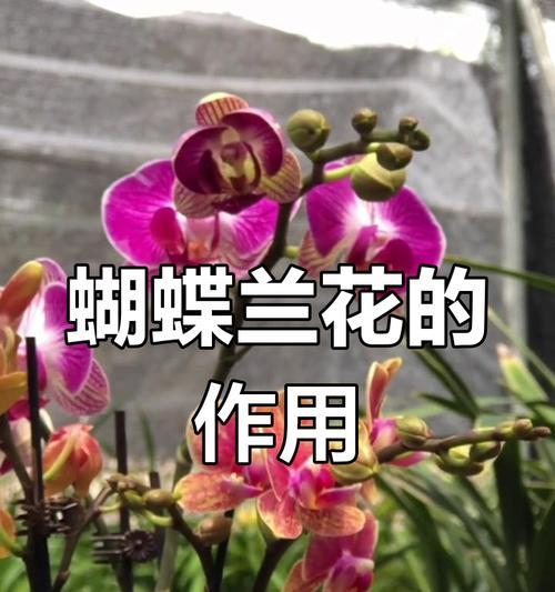 蝴蝶兰的养殖要点是什么？如何保持其长期开花？